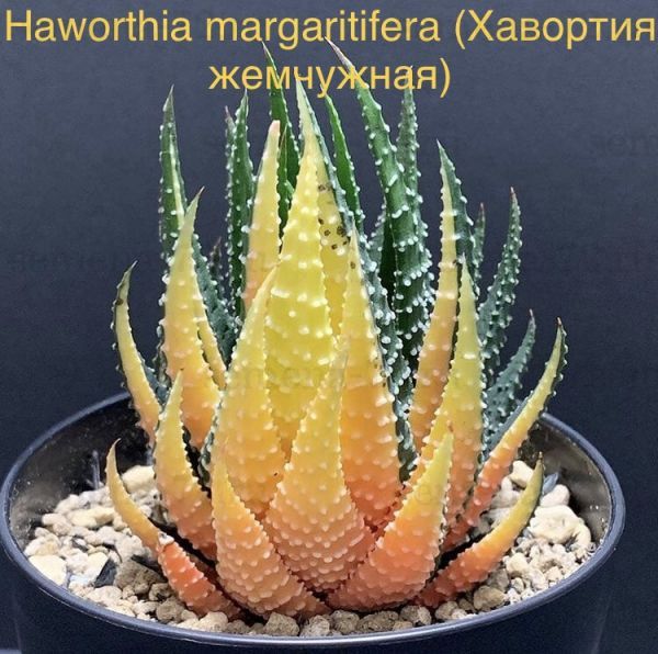Haworthia margaritifera (Хавортия жемчужная)
