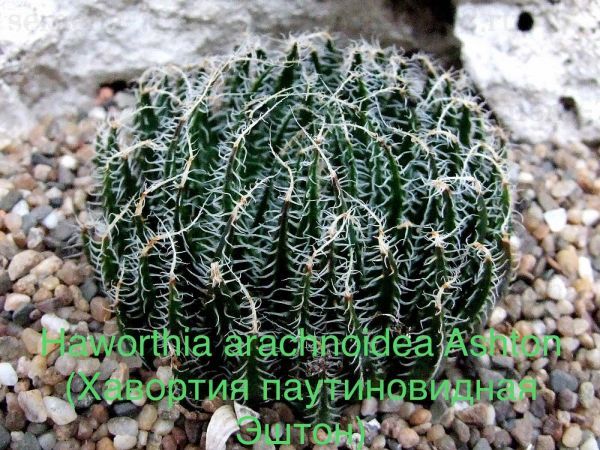 Haworthia arachnoidea Ashton (Хавортия паутиновидная Эштон)