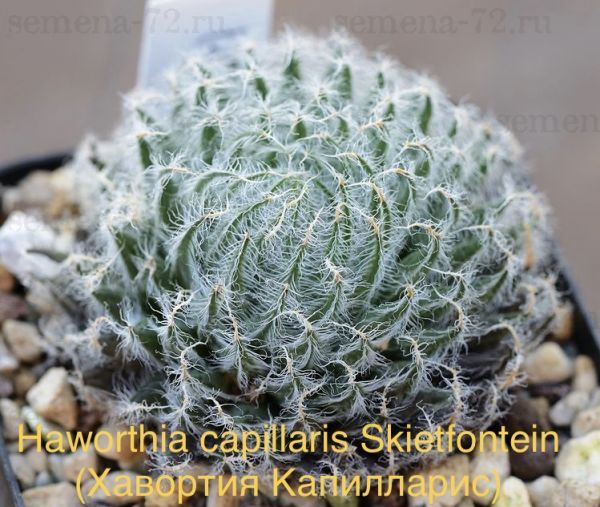 Haworthia capillaris Skietfontein (Хавортия Капилларис)