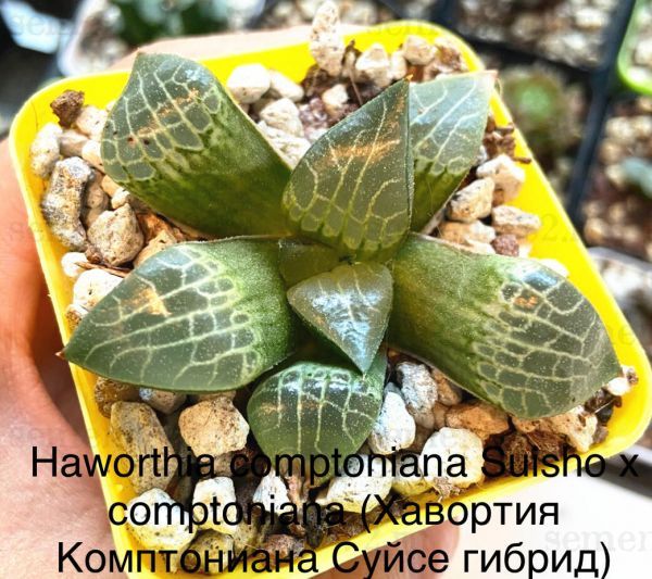 Haworthia comptoniana Suisho x comptoniana (Хавортия Комптониана Суйсе гибрид)