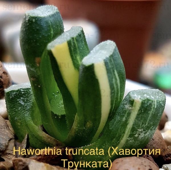 Haworthia truncata (Хавортия Трунката)