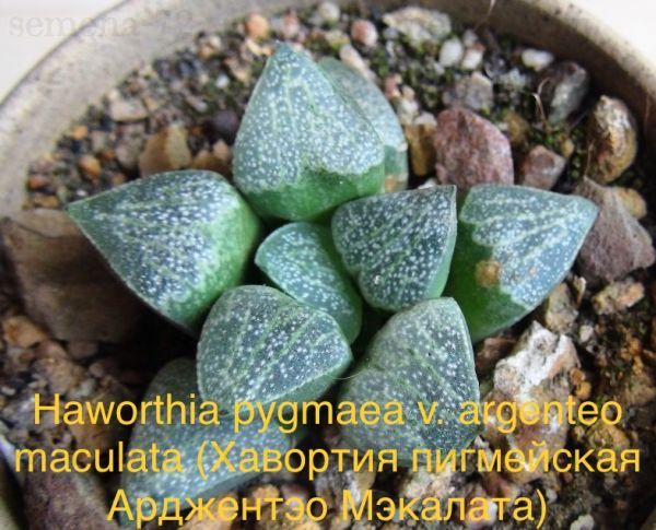 Haworthia pygmaea v. argenteo maculata (Хавортия пигмейская Арджентэо Мэкалата)