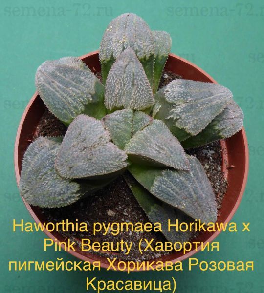 Haworthia pygmaea Horikawa x Pink Beauty (Хавортия пигмейская Хорикава Розовая Красавица)