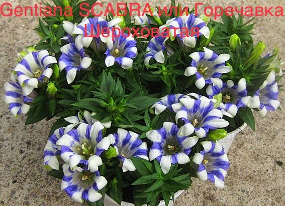 Gentiana SCABRA или Горечавка Шероховатая