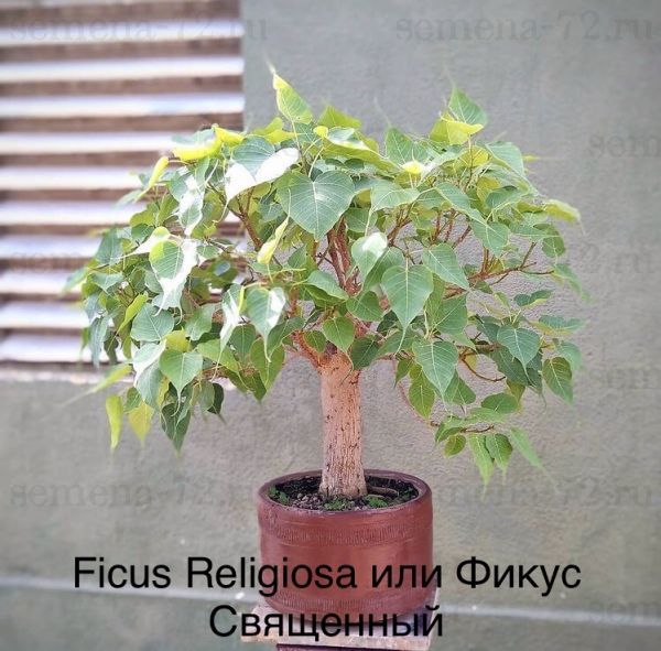 Ficus Religiosa или Фикус Священный