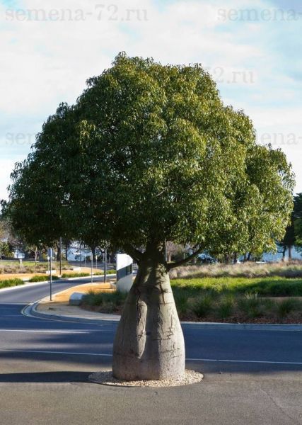 Дерево бутылка фото