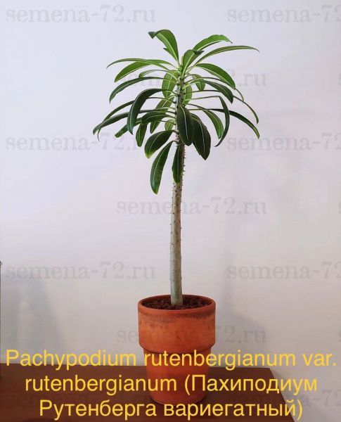 Pachypodium rutenbergianum var. rutenbergianum (Пахиподиум Рутенберга вариегатный)