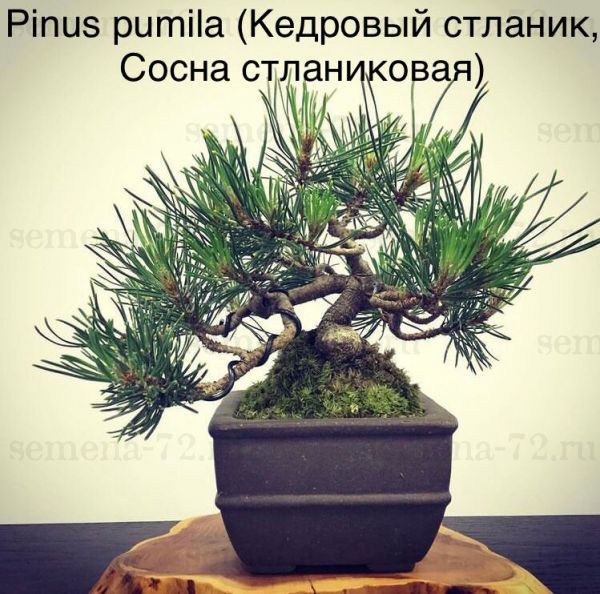 Pinus pumila (Кедровый стланик, Сосна стланиковая)