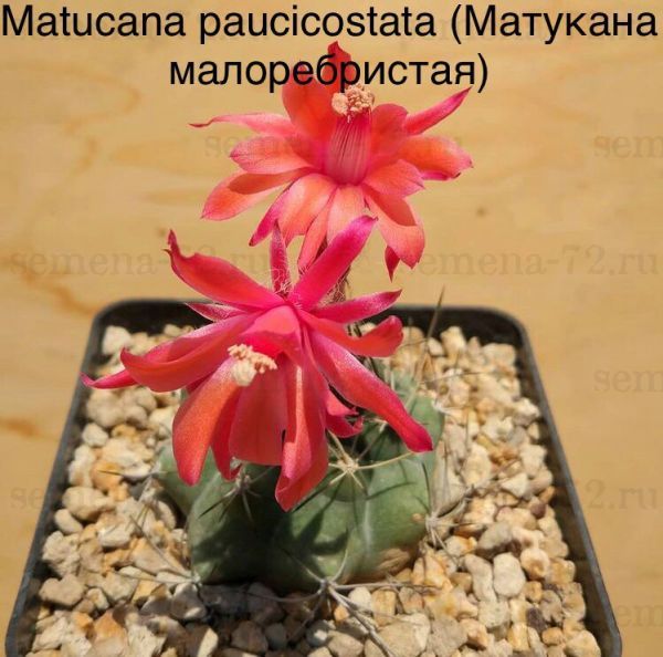Matucana paucicostata (Матукана малоребристая)