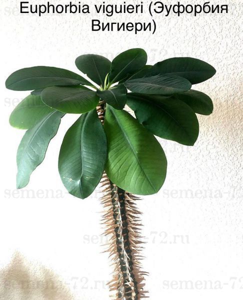 Euphorbia viguieri (Эуфорбия Вигиери)