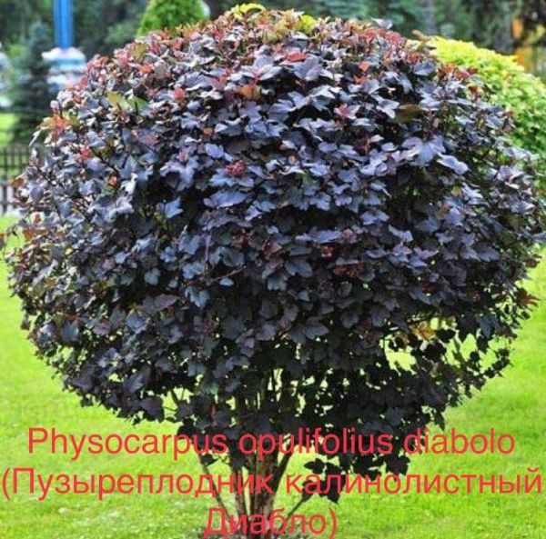 Physocarpus opulifolius diabolo (Пузыреплодник калинолистный Диабло)