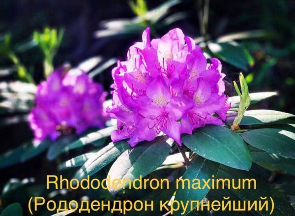 Rhododendron maximum (Рододендрон крупнейший)