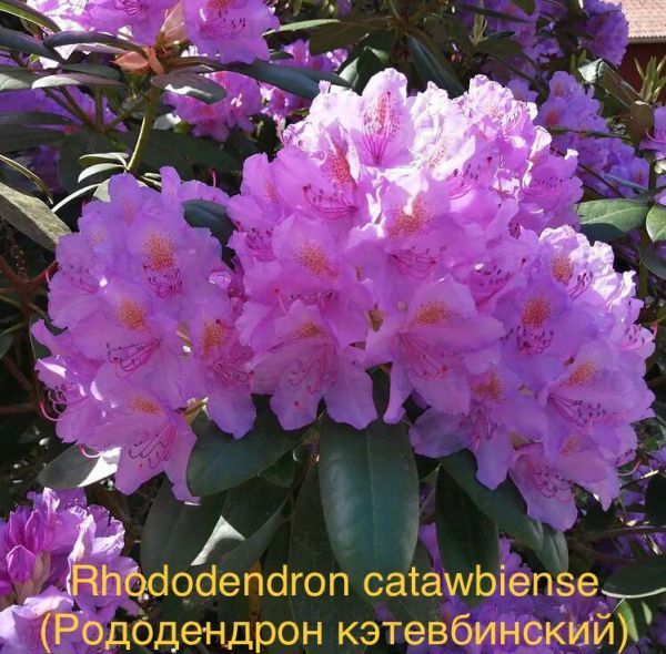 Rhododendron catawbiense (Рододендрон кэтевбинский)