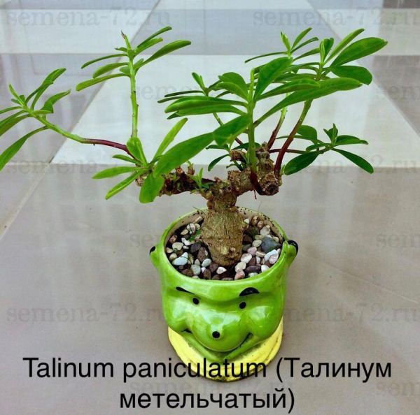 Talinum paniculatum (Талинум метельчатый)