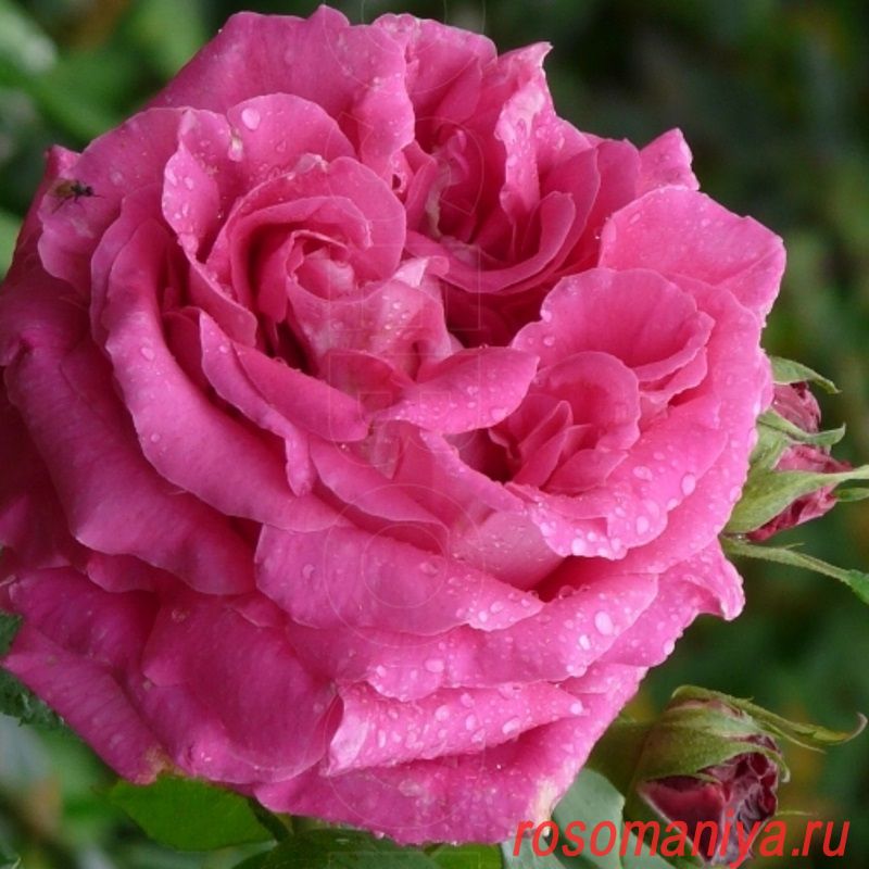 Чайно-гибридная роза Поль Нерон (Paul Neyron): характеристика, описание с фото, отзывы садоводов - лучший выбор для вашего сада!