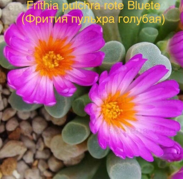 Frithia pulchra rote Bluete (Фрития пульхра голубая)