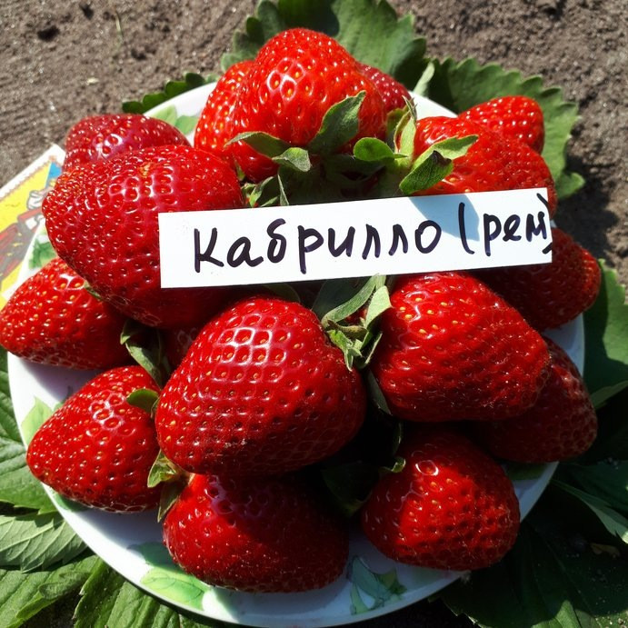 Клубника Кабрилло