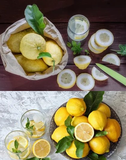лимон меера+лимон пандероза