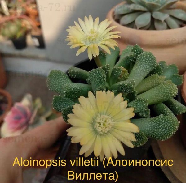 Aloinopsis villetii (Алоинопсис Виллета)