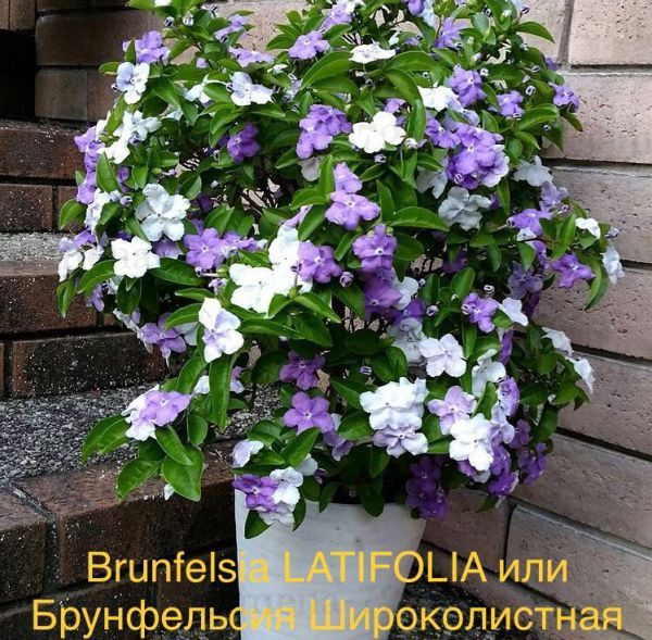 Brunfelsia LATIFOLIA или Брунфельсия Широколистная