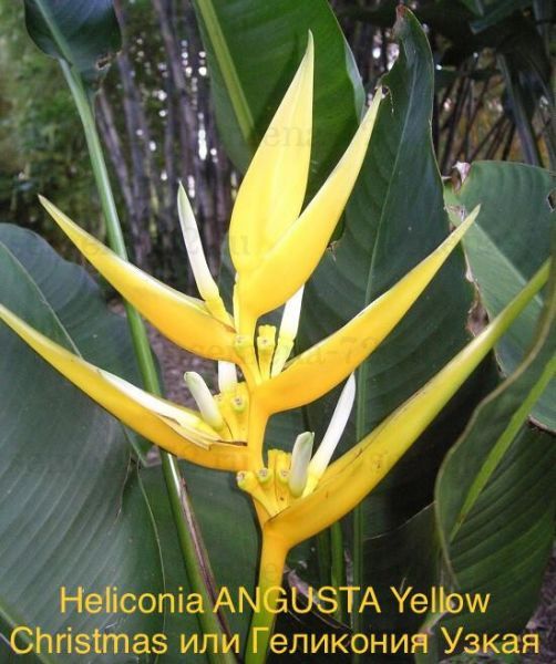 Heliconia ANGUSTA Yellow Christmas или Геликония Узкая