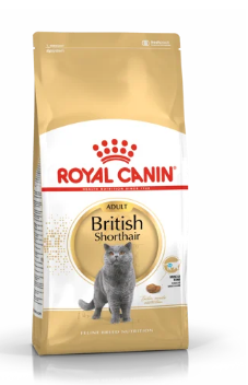 British Shorthair Adult