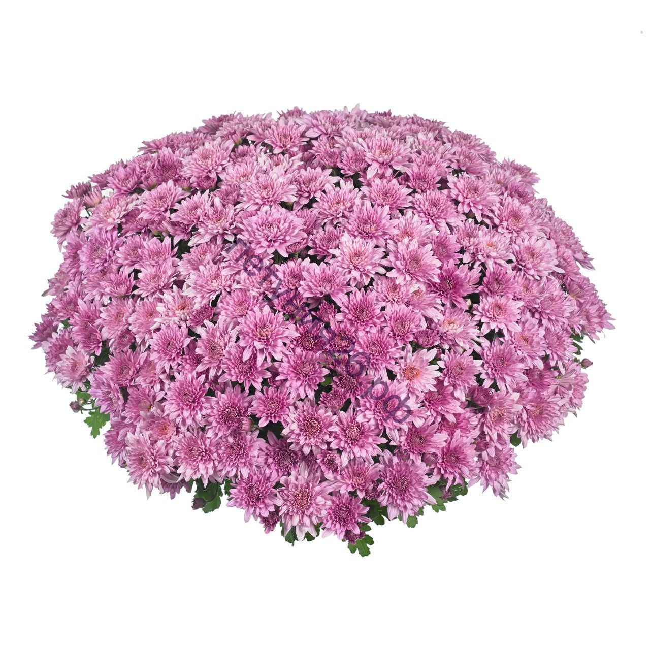 Хризантема мультифлора Lively Pink bicolor