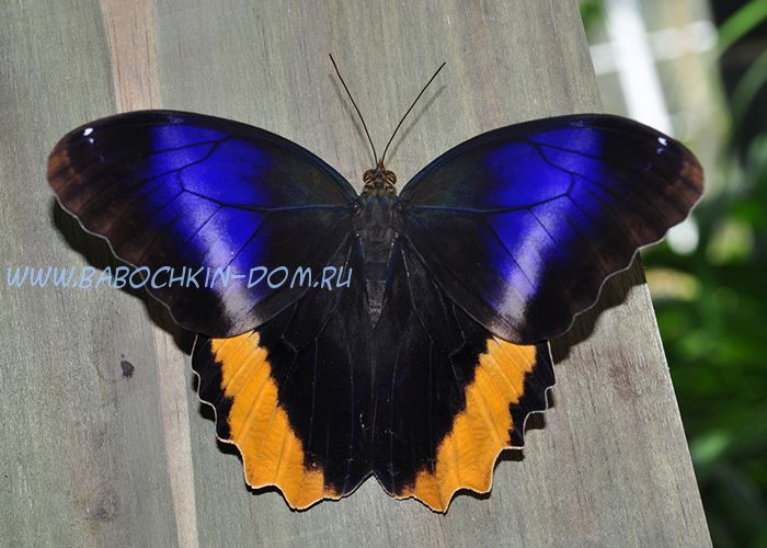 Живая бабочка Caligo Atreus (Калиго Атрей)