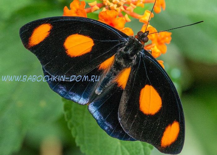 Живая бабочка Catonephele Numilia (Бабочка Сапожник)