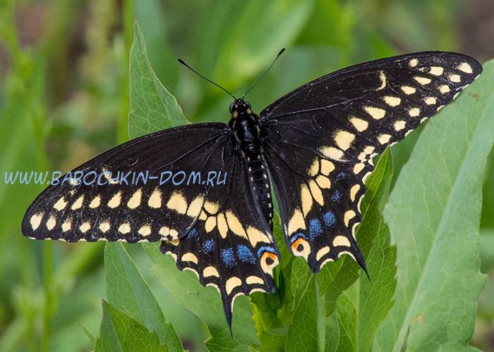 Живая бабочка Papilio Polyxenes (Парусник Поликсена)