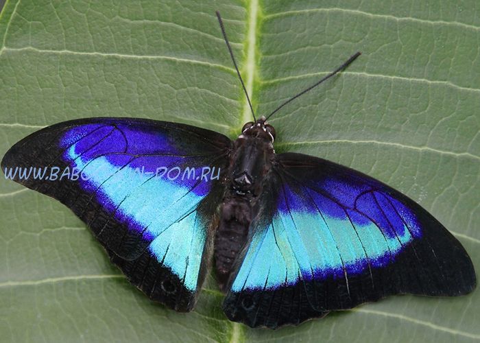 Живая бабочка Prepona Omphale (Бабочка Препона)