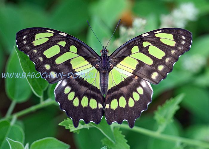 Живая бабочка Attacus Atlas (Павлиноглазка Атлас)