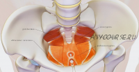 [KinesioPro] Мышцы тазового дна и кор: алгоритм восстановления и тренировки (Марина Осокина)