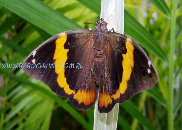 Живая бабочка Opsiphanes Tamarindi (Опсифана Тамаринди)