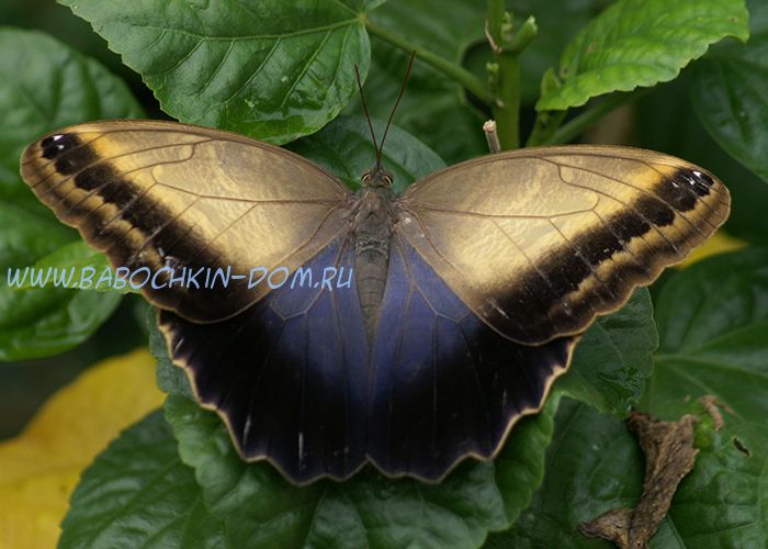 Живая бабочка Caligo Memon (Калиго Мемон)