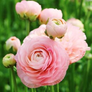 Семена Лютик (Ранункулюс) Цветущая долина розовая F1 3 шт. пробирка