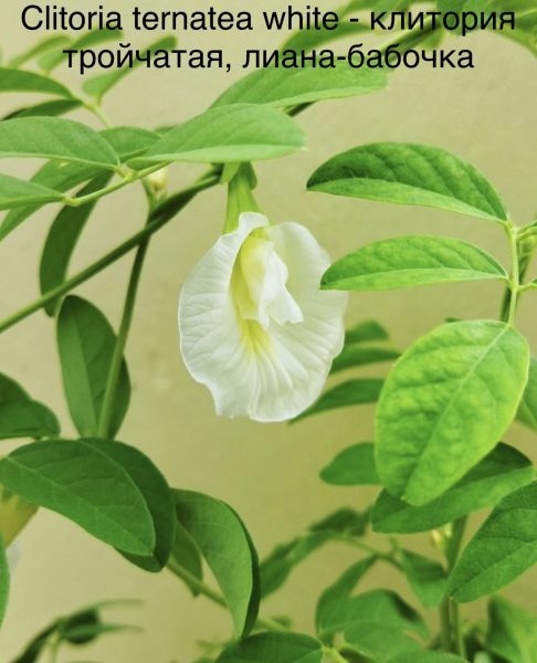 Clitoria ternatea white - клитория тройчатая, лиана-бабочка