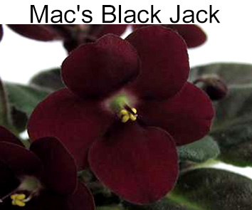 Mac`s Black Jack (G.McDonald)