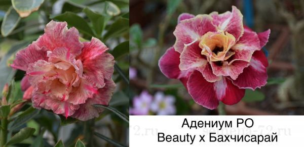 Адениум РО Beauty x Бахчисарай