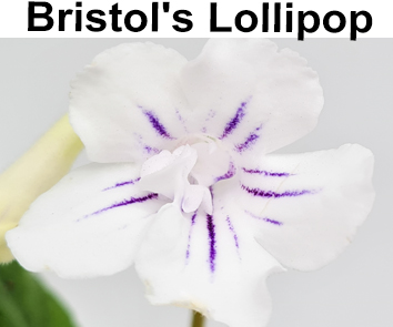 Bristol s Lollipop (R. Robinson)