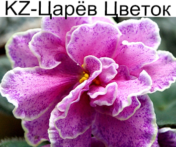 KZ-Царев Цветок (И. Заикина)