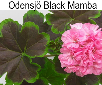 Odensjo Black Mamba