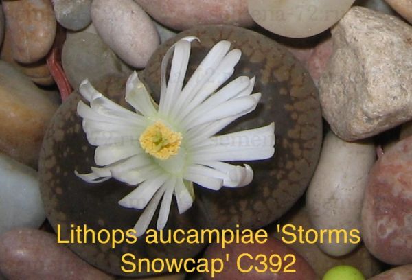 Lithops aucampiae 'Storms Snowcap' C392