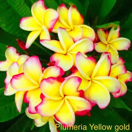 Plumeria Yellow gold