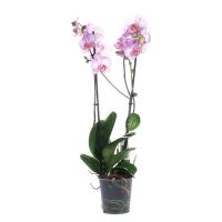 Орхидея нежно-фиолетовая двухствольная