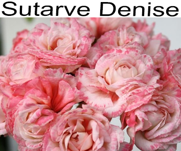 Пеларгония розебудная Sutarve Denise