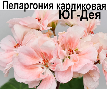 Пеларгония карликовая ЮГ-Дея (Ю. Донченко)