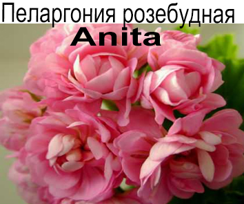 Пеларгония розебудная Anita