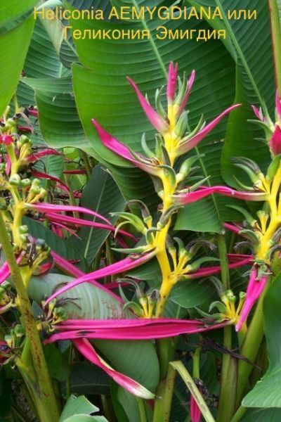 Heliconia AEMYGDIANA или Геликония Эмигдия