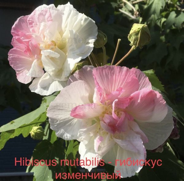 Hibiscus mutabilis - гибискус изменчивый